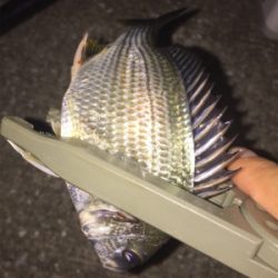 メッキ来た〜 (^O^)