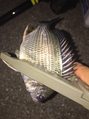 メッキ来た〜 (^O^)