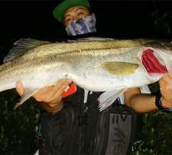 ナイトシーバス