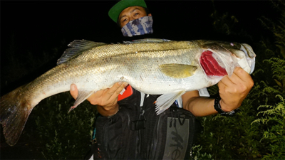 ナイトシーバス