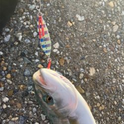 ツバスがキター！