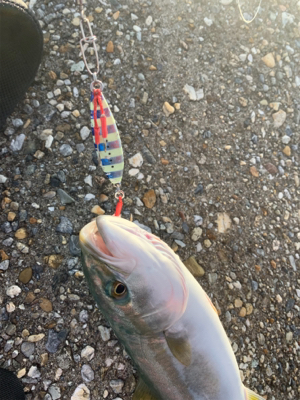 ツバスがキター！