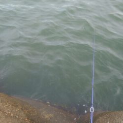 激ニゴの中、なんとかキジハタ1匹！