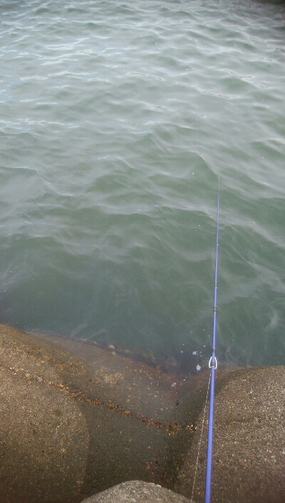 激ニゴの中、なんとかキジハタ1匹！