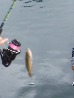 家族でハゲ狩り!