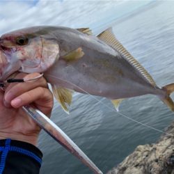 ヤズとかネリゴとか