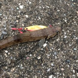 ショアから初青物