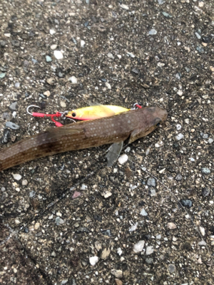 ショアから初青物