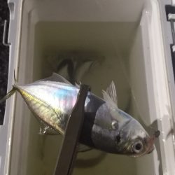 アジング練習14