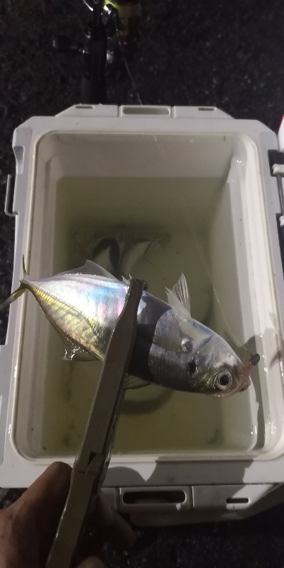 アジング練習14