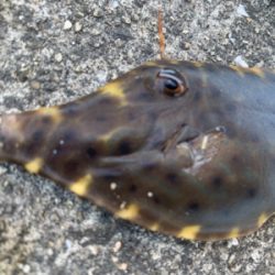 へんなヤツつれたったw