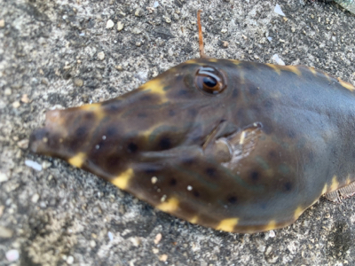 へんなヤツつれたったw