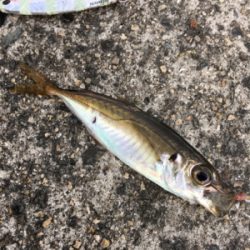 今日はサッパリ