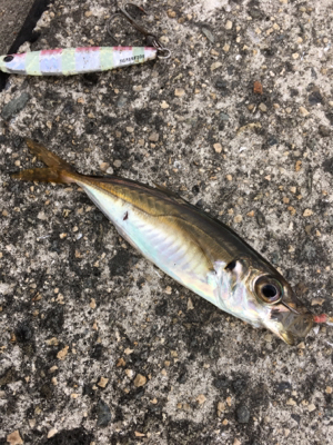 今日はサッパリ