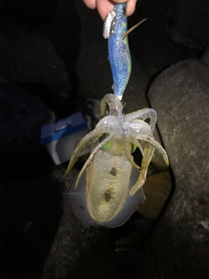 デカ ケンサキイカ ゲット