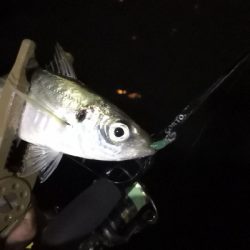 アジング練習15