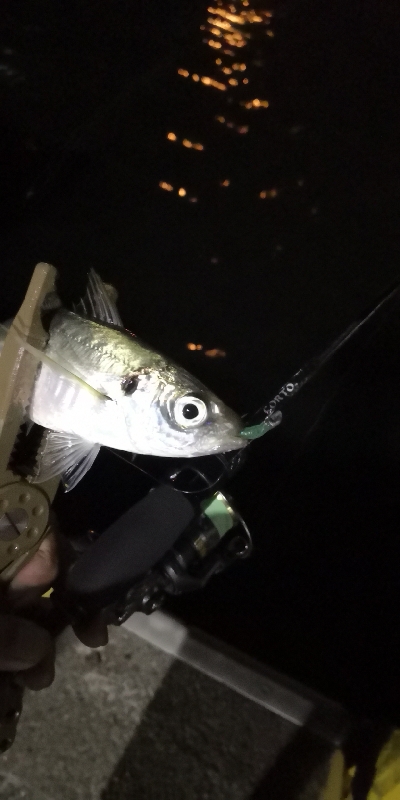 アジング練習15