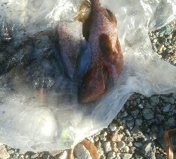 キジハタ3匹!アオリイカ1杯・・・