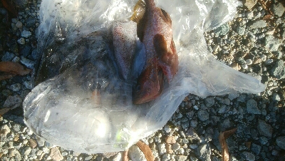 キジハタ3匹!アオリイカ1杯・・・