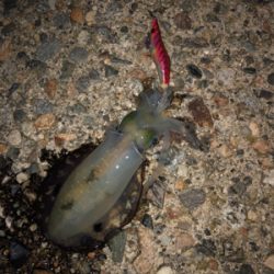 朝マヅメエギング