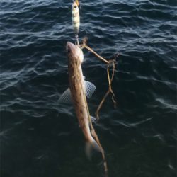 久々のお土産ゲット