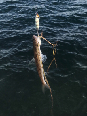 久々のお土産ゲット