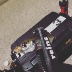 呼子ナイトアジング