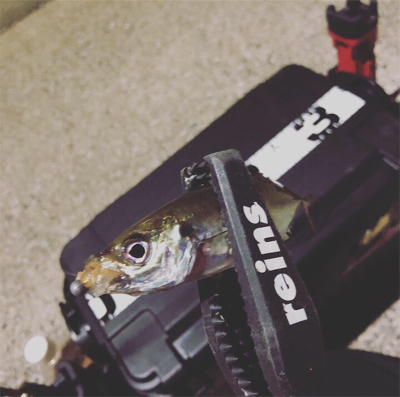 呼子ナイトアジング