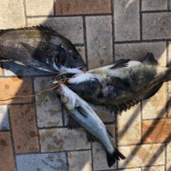 本日は蒸し暑くアタリも少ない