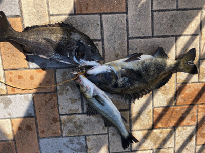 本日は蒸し暑くアタリも少ない