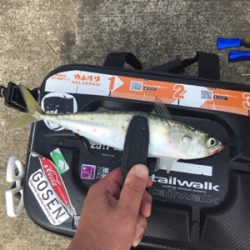 サバおもとめて4