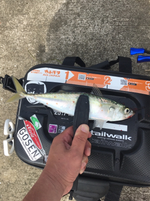 サバおもとめて4