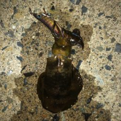 海が呼んでるんですもの♡