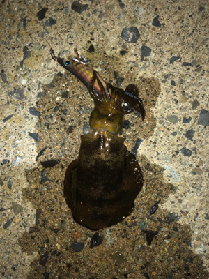 海が呼んでるんですもの♡