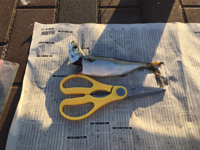 天保山 中央突堤 アジング修行のはずが…