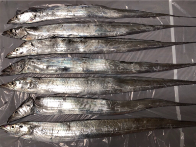 船タチウオ釣行