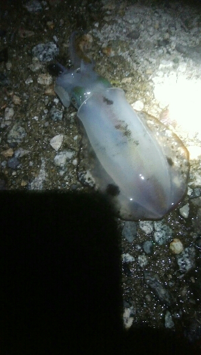 アオリイカ1杯・・・