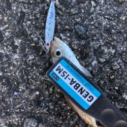 アジ、太刀魚は不発