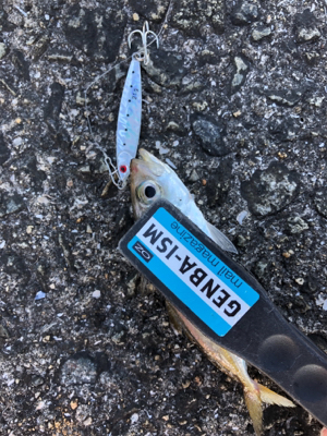 アジ、太刀魚は不発