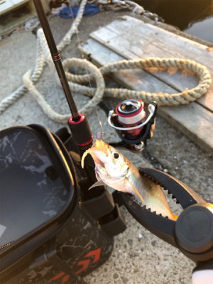 夕マヅメのアジング♫