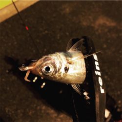 博多湾奥･荒津アジング