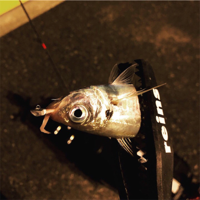 博多湾奥･荒津アジング