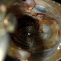 潮回りは悪いけどなんとか1本