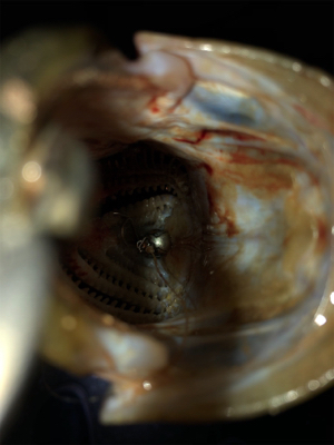 潮回りは悪いけどなんとか1本