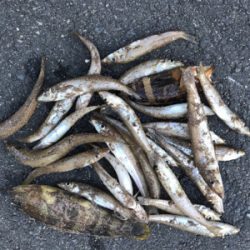 キスが食べたくなりまして・・・