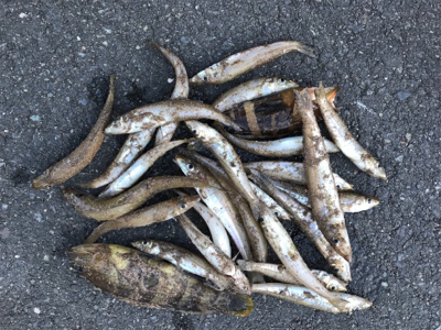 キスが食べたくなりまして・・・