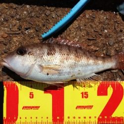 カワハギ釣りのはずが、色々釣れちゃった