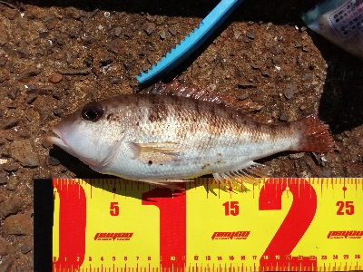 カワハギ釣りのはずが、色々釣れちゃった