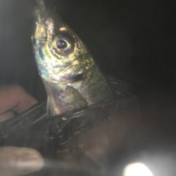 中アジ帰ってきた！