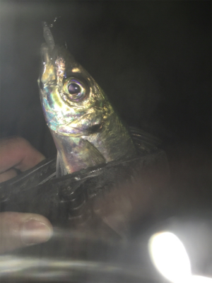 中アジ帰ってきた！